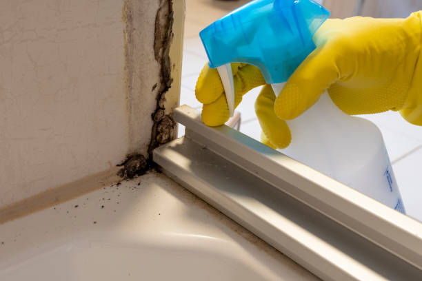 Best Mold Removal Company Near Me  in Airmont, NY