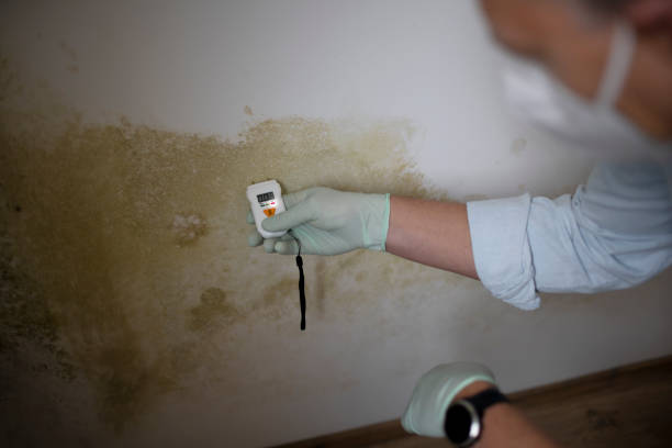 Best Crawl Space Mold Removal  in Airmont, NY