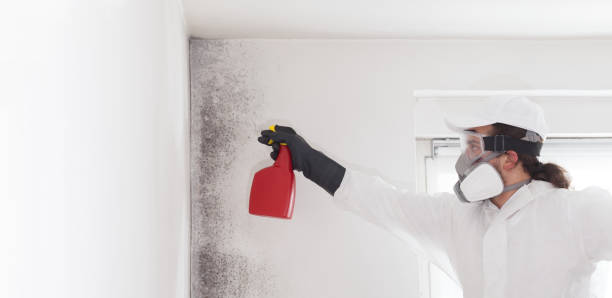 Best Professional Mold Removal  in Airmont, NY
