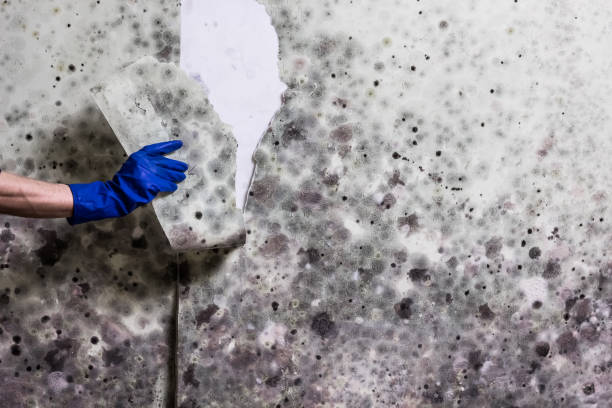 Best Local Mold Removal Service  in Airmont, NY