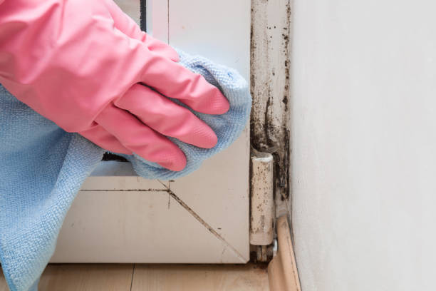 Best Mold Testing  in Airmont, NY